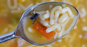 Fly-in-soup.jpg